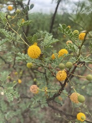 Vachellia exuvialis