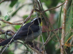 Atlapetes albinucha