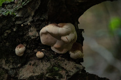 Ischnoderma resinosum