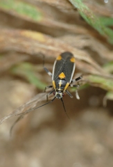 Capsodes flavomarginatus