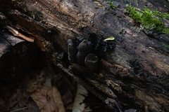 Xylaria polymorpha