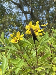 Asbolis capucinus