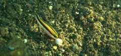 Scolopsis affinis