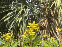 Asbolis capucinus