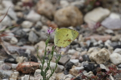 Abaeis mexicana