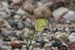 Abaeis mexicana