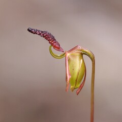 Caleana nigrita