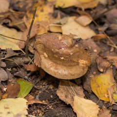 Paxillus involutus