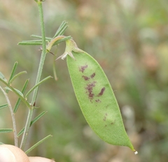 Vicia peregrina