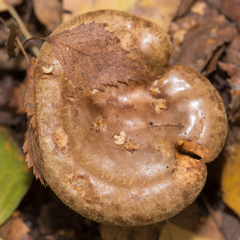 Paxillus involutus
