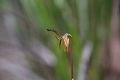 Caleana nigrita