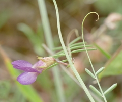 Vicia peregrina