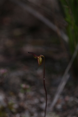 Caleana nigrita