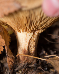 Paxillus involutus