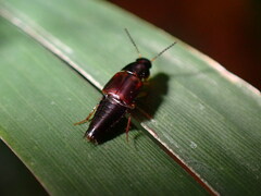 Staphylinidae