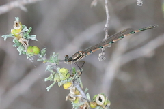 Austrolestes annulosus