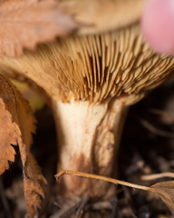 Paxillus involutus