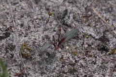 Caleana nigrita