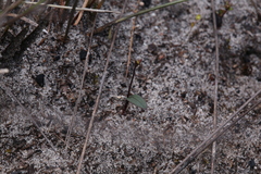 Caleana nigrita
