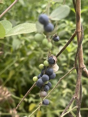 Cocculus hirsutus