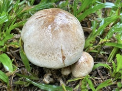Macrocybe