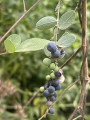 Cocculus hirsutus