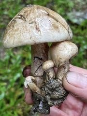 Macrocybe