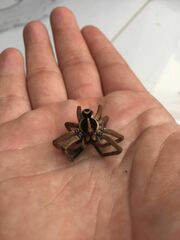 Schizocosa mccooki