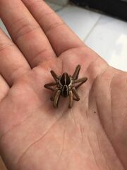 Schizocosa mccooki