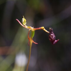 Drakaea livida