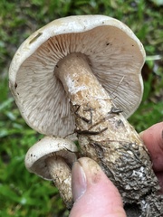 Macrocybe