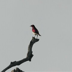 Cinnyricinclus leucogaster