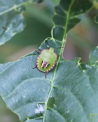 Nezara viridula
