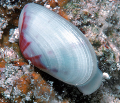 Tellinidae