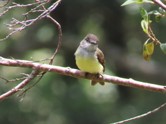Myiarchus