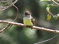 Myiarchus