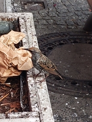 Sturnus vulgaris