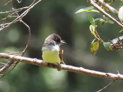 Myiarchus