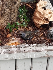 Sturnus vulgaris