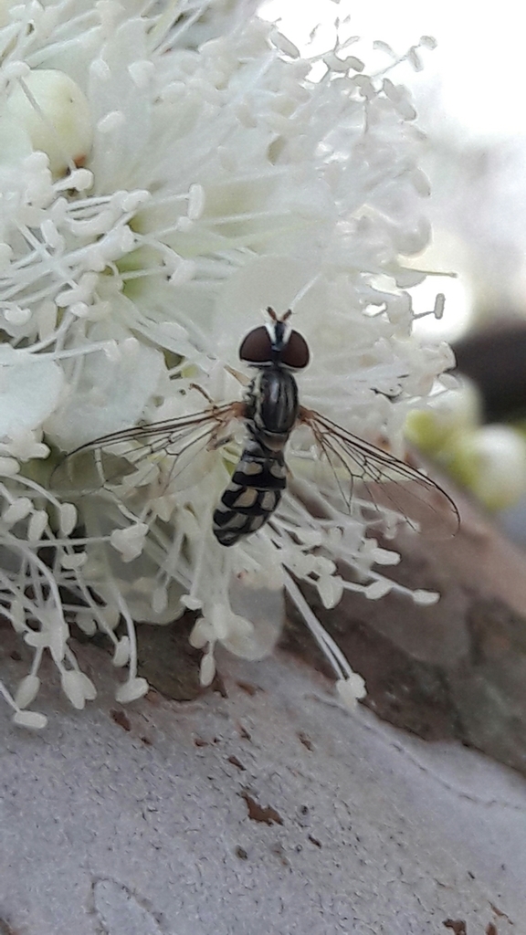 Nuntianus obliquus