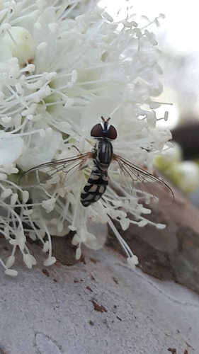 Nuntianus obliquus