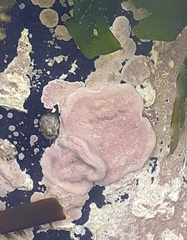 Lithophyllum incrustans
