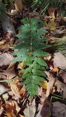 Dryopteris clintoniana