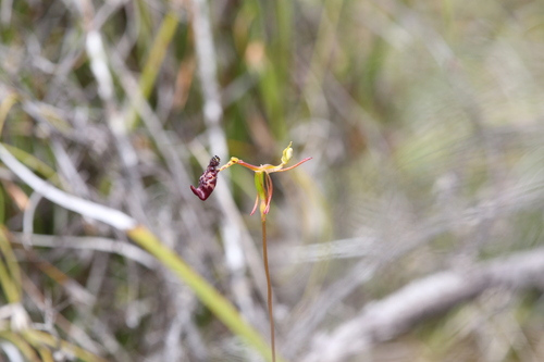 Image of Drakaea livida by (c) Hugo Innes, some rights reserved (CC BY)