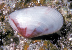 Tellinidae