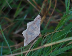 Psamatodes abydata