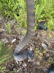 Nerodia fasciata pictiventris