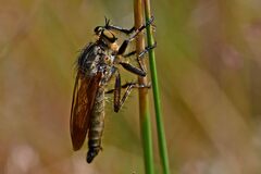 Eutolmus rufibarbis