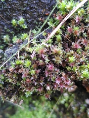 Ptychostomum pallens