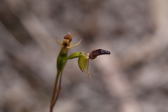 Caleana nigrita